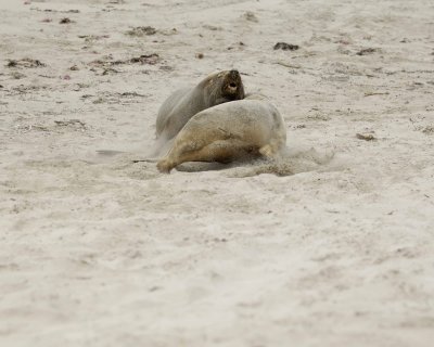 Sea Lion, Australian, Bull fighting female-123008-Seal Bay, Kangaroo Island, South Australia-#0120.jpg