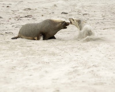 Sea Lion, Australian, Bull fighting female-123008-Seal Bay, Kangaroo Island, South Australia-#0123.jpg