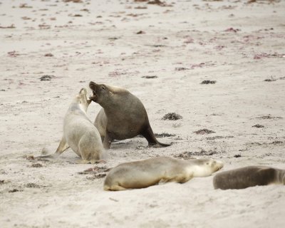 Sea Lion, Australian, Bull fighting female-123008-Seal Bay, Kangaroo Island, South Australia-#0124.jpg