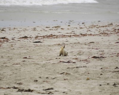 Sea Lion, Australian, Pup crying-123008-Seal Bay, Kangaroo Island, South Australia-#0186.jpg