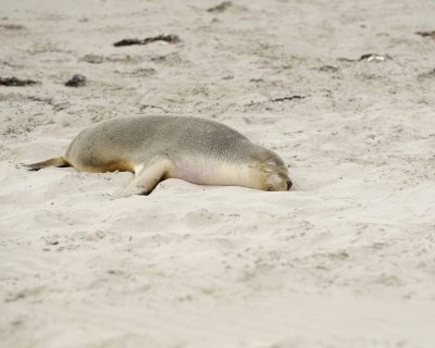 Sea Lion, Australian-123008-Seal Bay, Kangaroo Island, South Australia-#0142.jpg