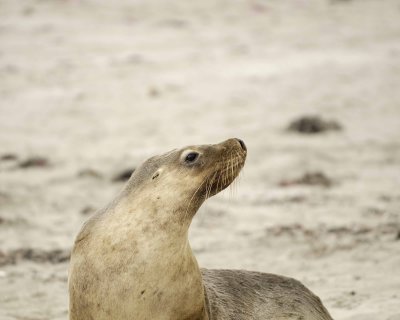 Sea Lion, Australian-123008-Seal Bay, Kangaroo Island, South Australia-#0188.jpg