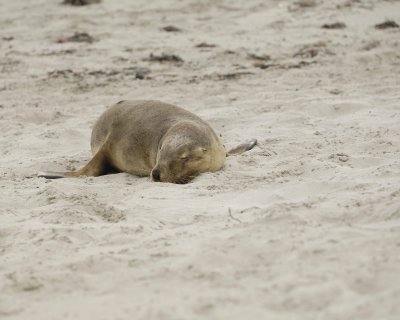 Gallery of Australian Sea Lion