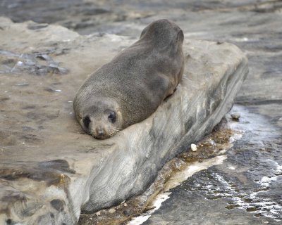 Seal, Australian Fur-123108-Cape du Couedic, Kanagaroo Island, South Australia-#1172.jpg