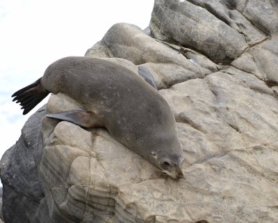 Seal, Australian Fur-123108-Cape du Couedic, Kanagaroo Island, South Australia-#0219.jpg