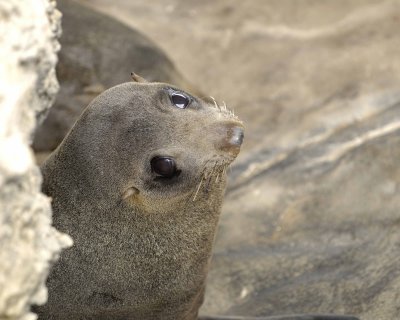 Seal, Australian Fur-123108-Cape du Couedic, Kanagaroo Island, South Australia-#1157.jpg