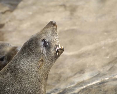 Seal, Australian Fur-123108-Cape du Couedic, Kanagaroo Island, South Australia-#1158.jpg