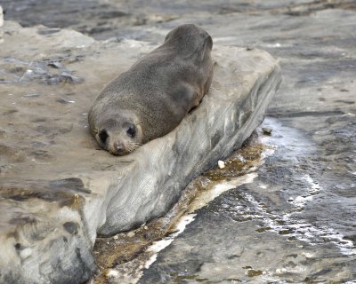 Seal, Australian Fur-123108-Cape du Couedic, Kanagaroo Island, South Australia-#1178.jpg