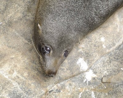 Seal, Australian Fur-123108-Cape du Couedic, Kanagaroo Island, South Australia-#1180.jpg