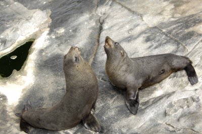 Seal, New Zealand Fur, 2 sparring-123108-Cape du Couedic, Kanagaroo Island, South Australia-#1125.jpg