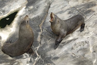 Seal, New Zealand Fur, 2 sparring-123108-Cape du Couedic, Kanagaroo Island, South Australia-#1145.jpg