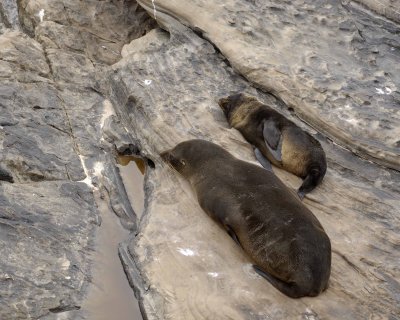 Seal, New Zealand Fur, Female & Pup-010209-Cape du Couedic, Kanagaroo Island, South Australia-#0044.jpg