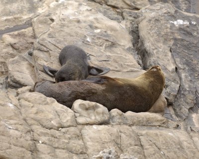 Seal, New Zealand Fur, Pup Nursing-010209-Cape du Couedic, Kanagaroo Island, South Australia-#0039.jpg