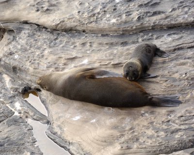 Seal, New Zealand Fur, Pup Nursing-010209-Cape du Couedic, Kanagaroo Island, South Australia-#0149.jpg