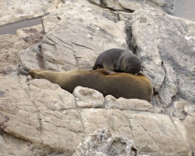 Seal, New Zealand Fur, Pup Nursing-123108-Cape du Couedic, Kanagaroo Island, South Australia-#0246.jpg