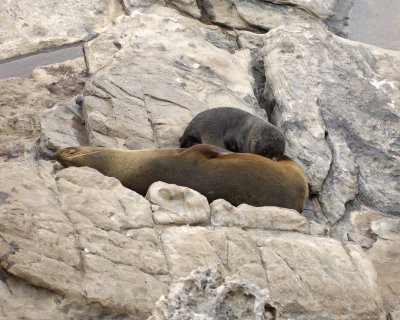 Seal, New Zealand Fur, Pup Nursing-123108-Cape du Couedic, Kanagaroo Island, South Australia-#0249.jpg