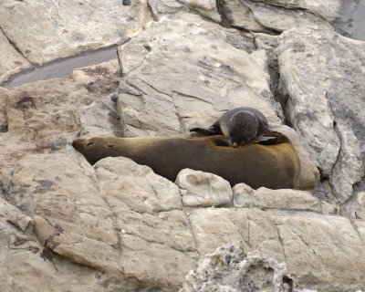 Seal, New Zealand Fur, Pup Nursing-123108-Cape du Couedic, Kanagaroo Island, South Australia-#0261.jpg