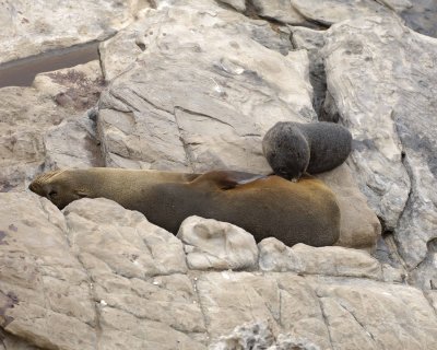 Seal, New Zealand Fur, Pup Nursing-123108-Cape du Couedic, Kanagaroo Island, South Australia-#0318.jpg