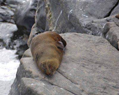 Seal, New Zealand Fur-010209-Cape du Couedic, Kanagaroo Island, South Australia-#0210.jpg