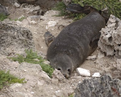 Seal, New Zealand Fur-010209-Cape du Couedic, Kanagaroo Island, South Australia-#0246.jpg