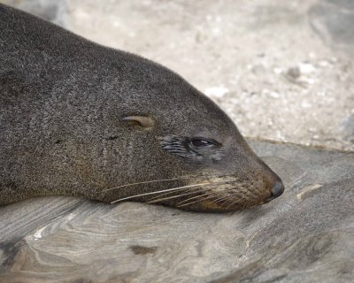 Seal, New Zealand Fur-123108-Cape du Couedic, Kanagaroo Island, South Australia-#0006.jpg