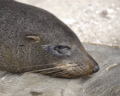 Seal, New Zealand Fur-123108-Cape du Couedic, Kanagaroo Island, South Australia-#0011.jpg