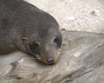 Seal, New Zealand Fur-123108-Cape du Couedic, Kanagaroo Island, South Australia-#0024.jpg