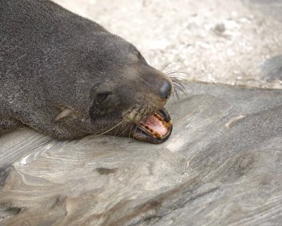 Seal, New Zealand Fur-123108-Cape du Couedic, Kanagaroo Island, South Australia-#0034.jpg
