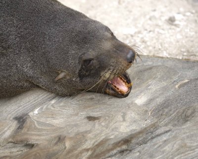 Seal, New Zealand Fur-123108-Cape du Couedic, Kanagaroo Island, South Australia-#0036.jpg