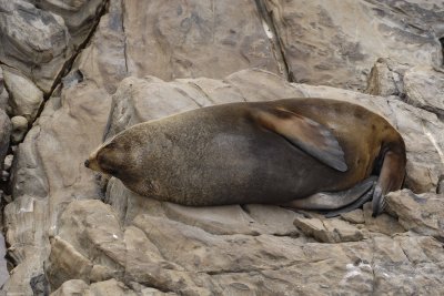 Seal, New Zealand Fur-123108-Cape du Couedic, Kanagaroo Island, South Australia-#0227.jpg