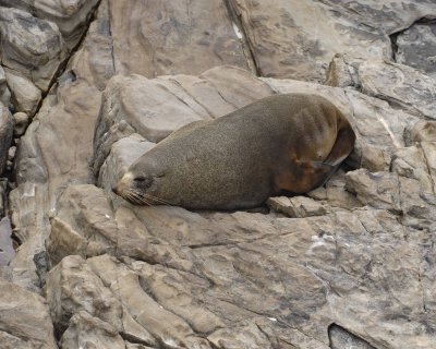 Seal, New Zealand Fur-123108-Cape du Couedic, Kanagaroo Island, South Australia-#0255.jpg
