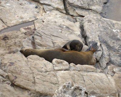 Seal, New Zealand Fur-123108-Cape du Couedic, Kanagaroo Island, South Australia-#0273.jpg