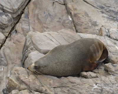 Seal, New Zealand Fur-123108-Cape du Couedic, Kanagaroo Island, South Australia-#0288.jpg