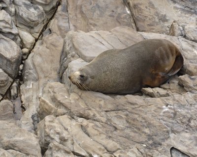Seal, New Zealand Fur-123108-Cape du Couedic, Kanagaroo Island, South Australia-#0310.jpg