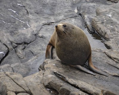 Seal, New Zealand Fur-123108-Cape du Couedic, Kanagaroo Island, South Australia-#0353.jpg