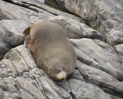 Seal, New Zealand Fur-123108-Cape du Couedic, Kanagaroo Island, South Australia-#0417.jpg