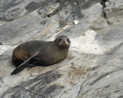 Seal, New Zealand Fur-123108-Cape du Couedic, Kanagaroo Island, South Australia-#1070.jpg