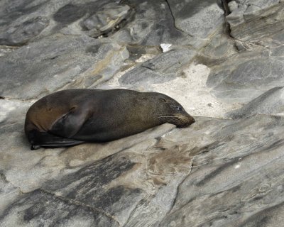Seal, New Zealand Fur-123108-Cape du Couedic, Kanagaroo Island, South Australia-#1072.jpg