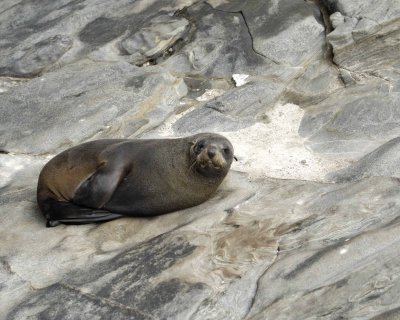 Seal, New Zealand Fur-123108-Cape du Couedic, Kanagaroo Island, South Australia-#1078.jpg