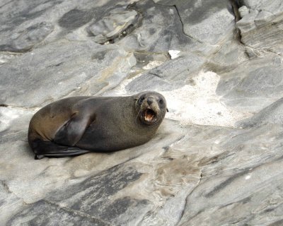 Seal, New Zealand Fur-123108-Cape du Couedic, Kanagaroo Island, South Australia-#1079.jpg