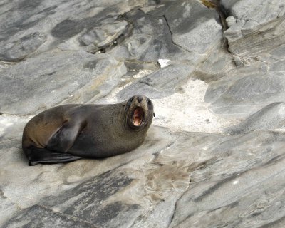 Seal, New Zealand Fur-123108-Cape du Couedic, Kanagaroo Island, South Australia-#1083.jpg