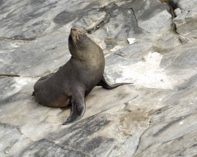 Seal, New Zealand Fur-123108-Cape du Couedic, Kanagaroo Island, South Australia-#1087.jpg