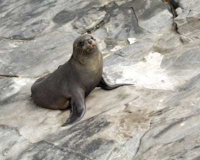 Seal, New Zealand Fur-123108-Cape du Couedic, Kanagaroo Island, South Australia-#1098.jpg