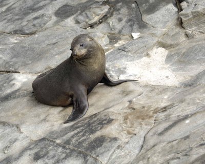 Seal, New Zealand Fur-123108-Cape du Couedic, Kanagaroo Island, South Australia-#1100.jpg