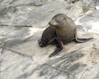 Seal, New Zealand Fur-123108-Cape du Couedic, Kanagaroo Island, South Australia-#1112.jpg