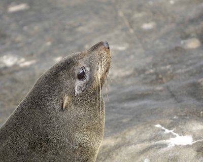 Seal, New Zealand Fur-123108-Cape du Couedic, Kanagaroo Island, South Australia-#1123.jpg