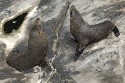 Seal, New Zealand Fur-123108-Cape du Couedic, Kanagaroo Island, South Australia-#1148.jpg