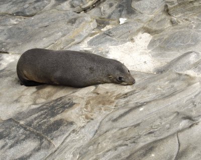 Seal, New Zealand Fur-123108-Cape du Couedic, Kanagaroo Island, South Australia-#1151.jpg
