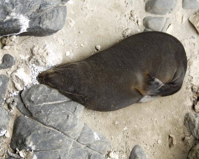 Seal, New Zealand Fur-123108-Cape du Couedic, Kanagaroo Island, South Australia-#1166.jpg