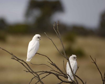 Cockatoo, Little Corella-123008-Kingscote, Kangaroo Island, South Australia-#0340.jpg
